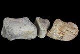 Composite Hadrosaur Finger - Alberta (Disposition #-) #71736-2